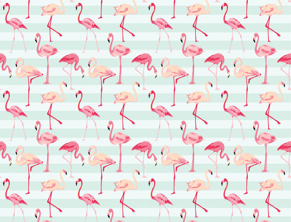 Flamingos