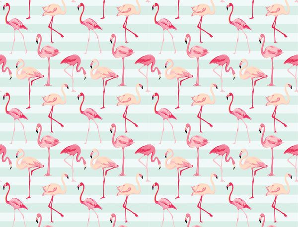 Flamingos